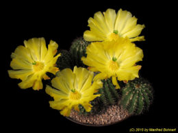 Echinocereus stoloniferus ssp. tayopensis 1261 